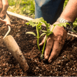 Plantation et entretien du jardin