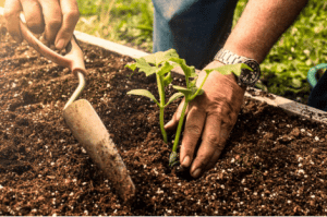 Plantation et entretien du jardin