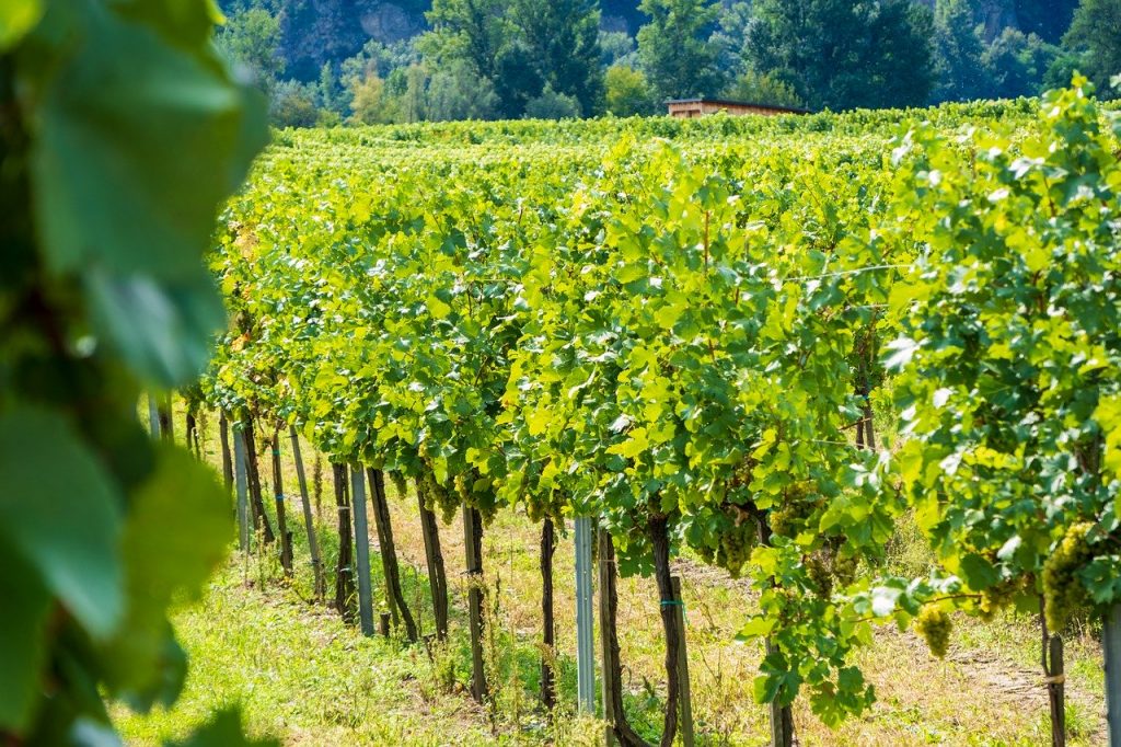 Oeforgood, le vin qui fait du bien à l’environnement